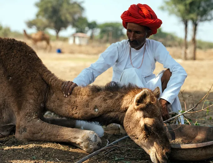 How this Sirohi-based NGO is saving camels in Rajasthan from getting  slaughtered