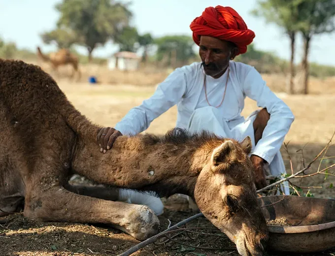 Pfa, Sirohi