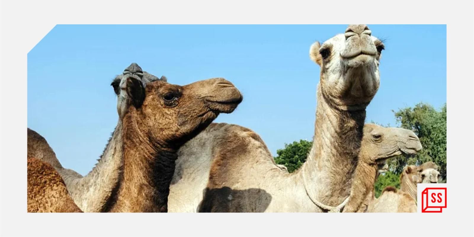 How this Sirohi-based NGO is saving camels in Rajasthan from getting slaughtered