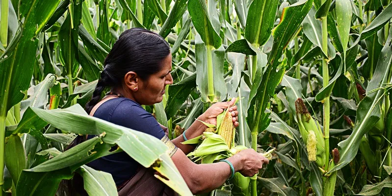 farmer