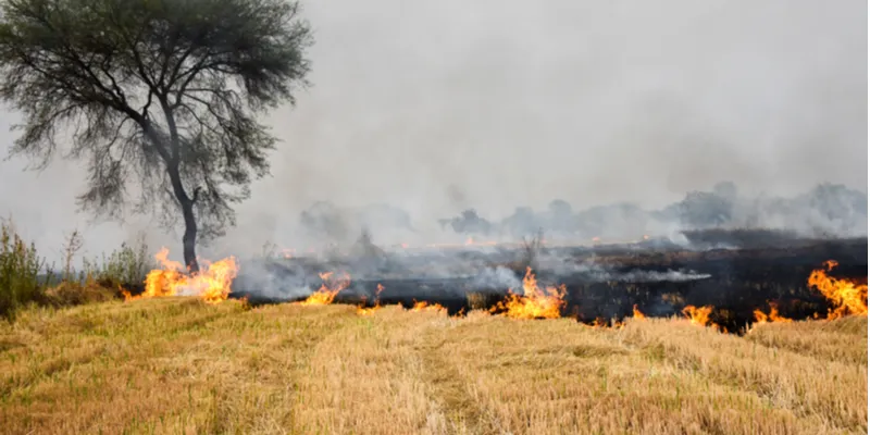 stubble burning