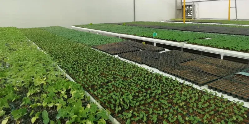 agriculture, sustainability, food security, hydroponics