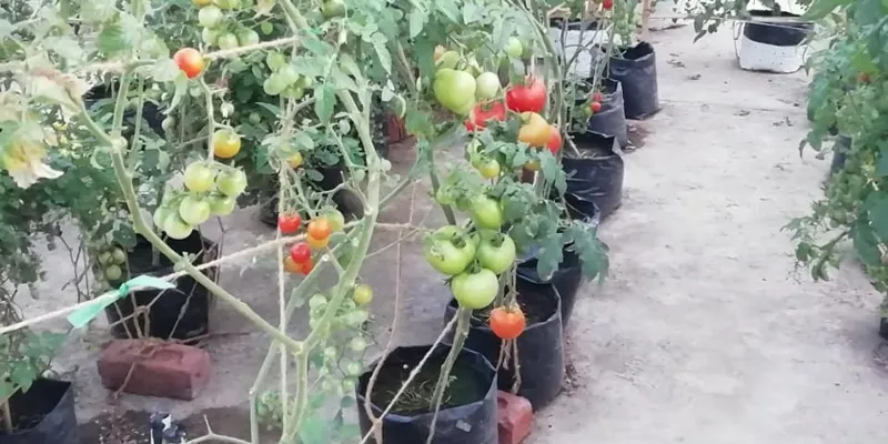 agriculture, sustainability, food security, hydroponics