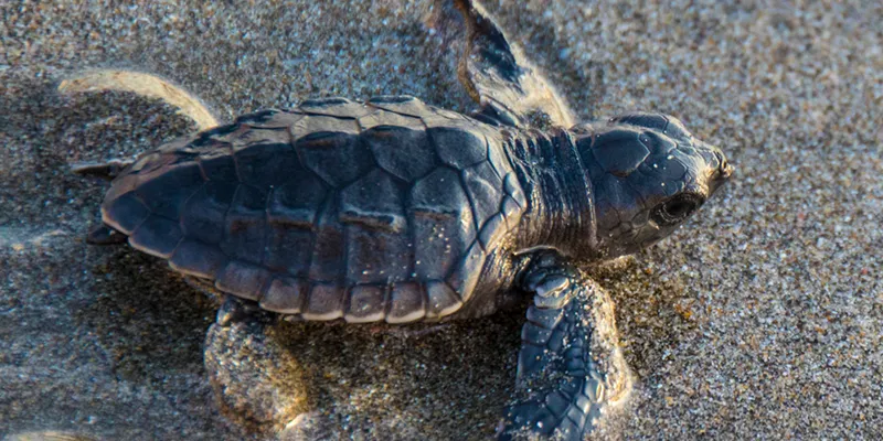 Olive Ridley Turtle 
