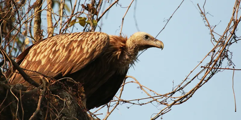 Vulture 