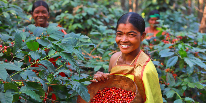 From seed to brew: How a coffee project in Andhra Pradesh’s Araku changed the lives of adivasi farmers