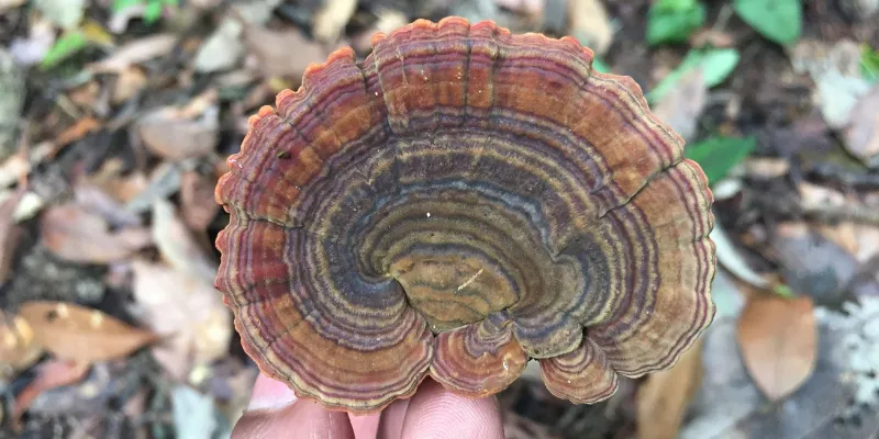 Mushroom