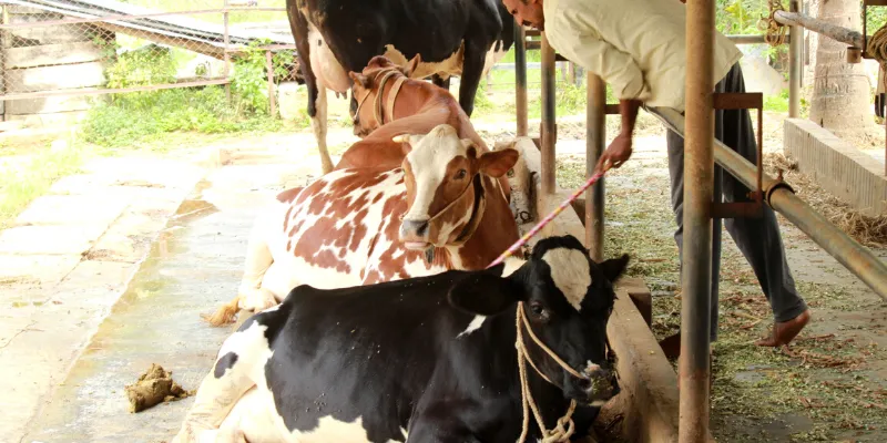 Dairy farming