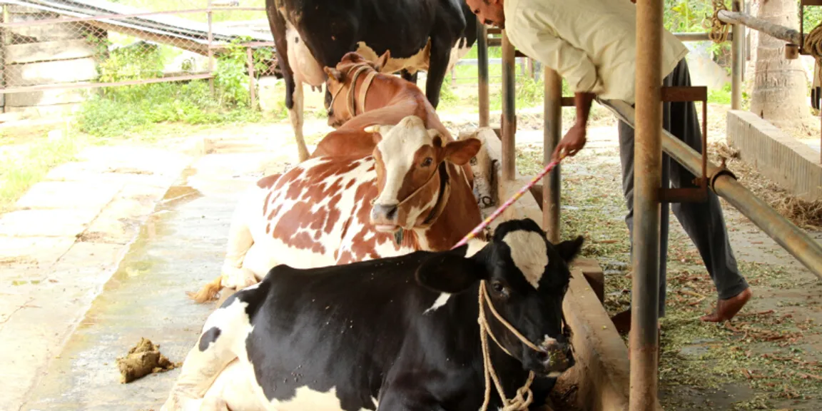 indian dairy farming industry