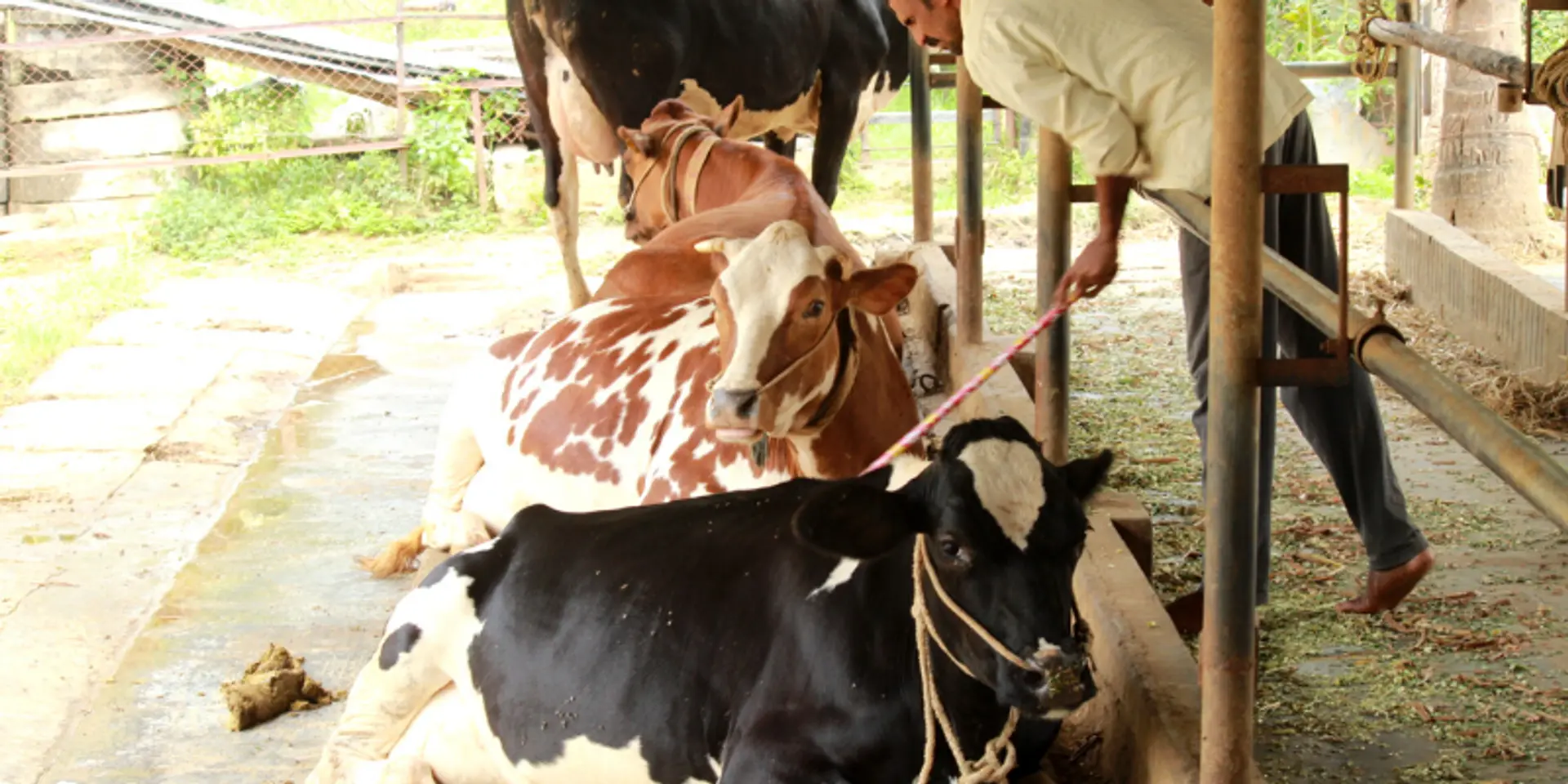 Building DairyStack for catalysing White Revolution 2.0