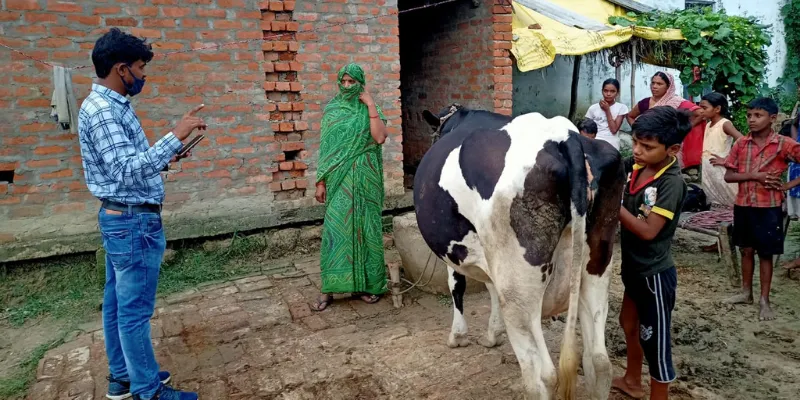 Dairy farming