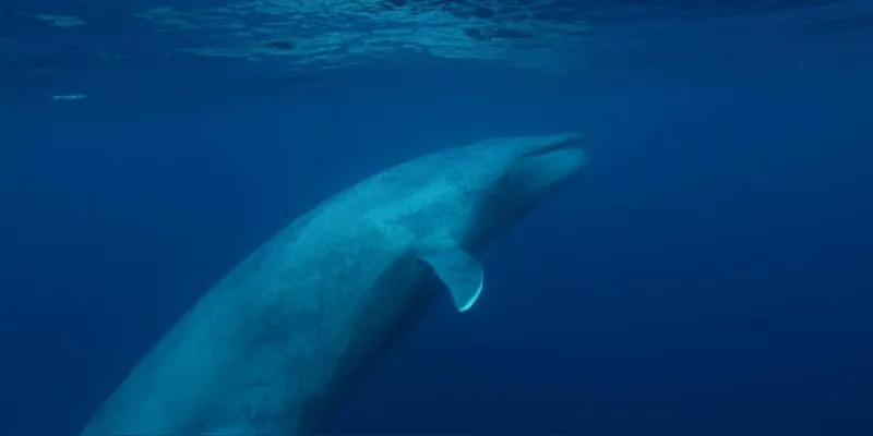 Blue whale