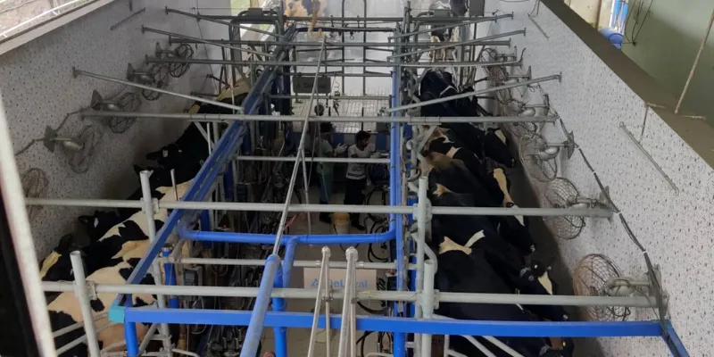 How this automated dairy farm near Kolkata is incorporating environment ...