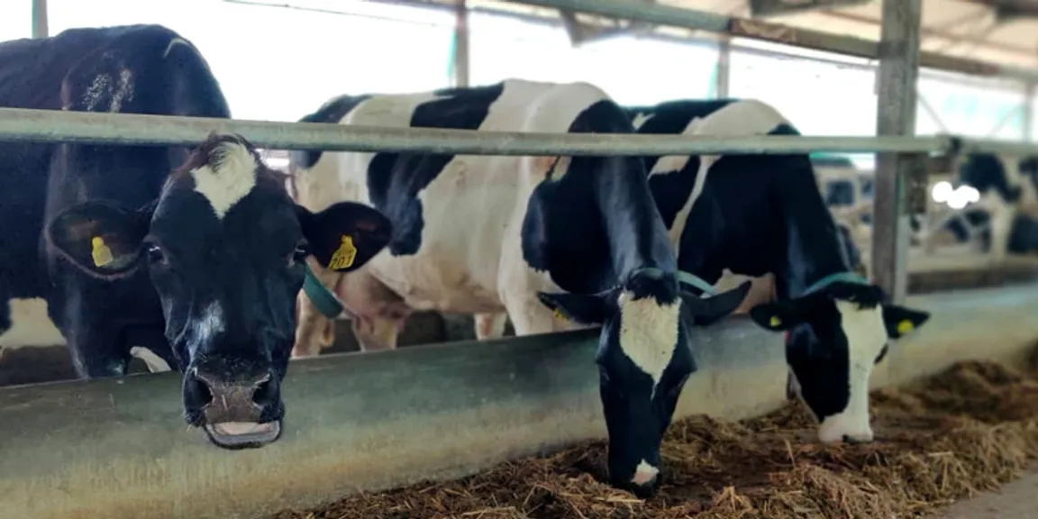 Cost of setting up on sale a dairy farm in india