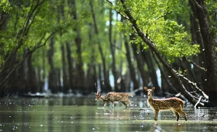 Five thought-provoking documentaries on climate change to watch this ...