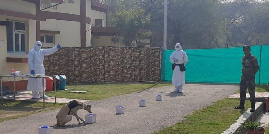 Three Indian Army dogs sniff out coronavirus based on urine and sweat samples