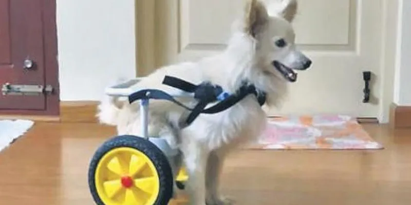 Pomeranian dog wheelchair
