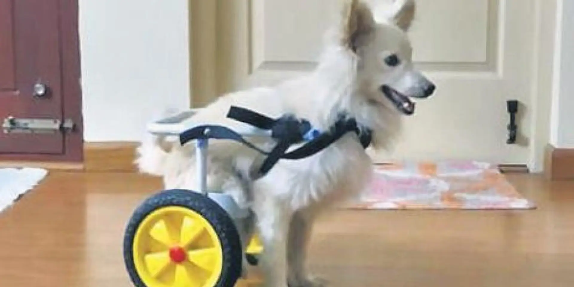 Coimbatore-based engineer designs wheelchair for furry friend