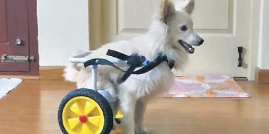 Coimbatore-based engineer designs wheelchair for furry friend