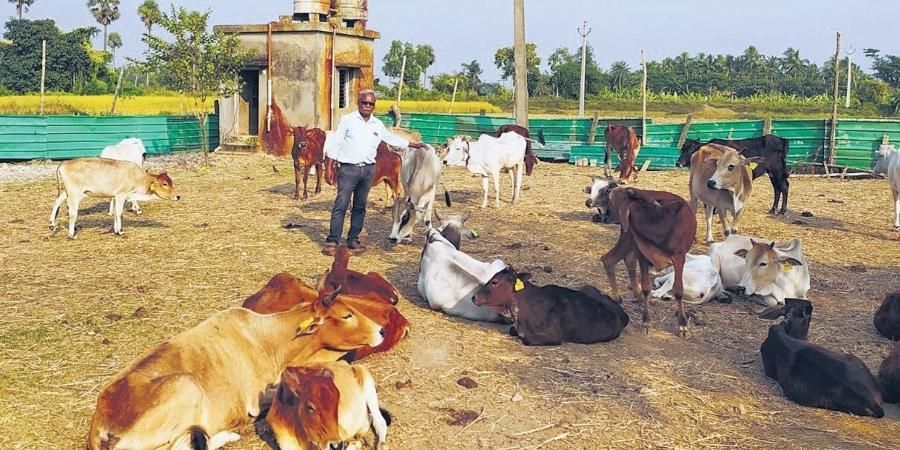 This former policeman is on a mission to save stray cattle
