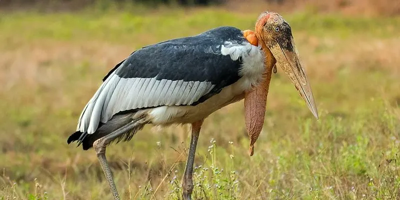 Greater adjutant stork