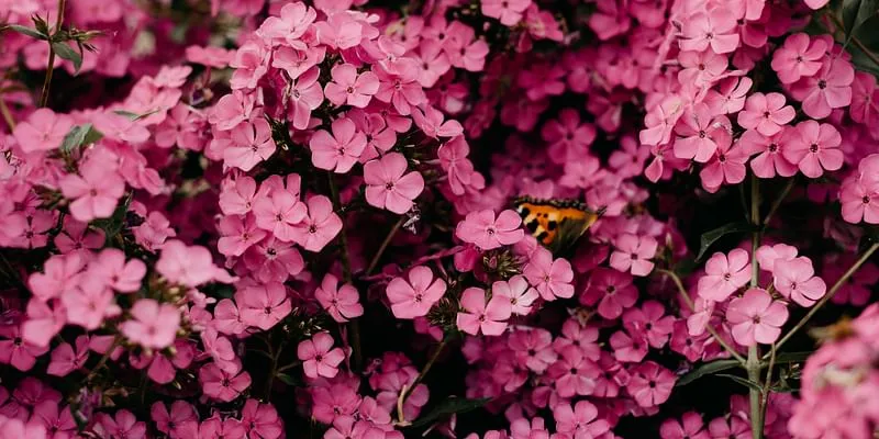 Flowers, Holi