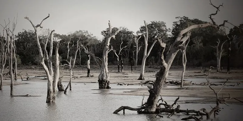 Flood