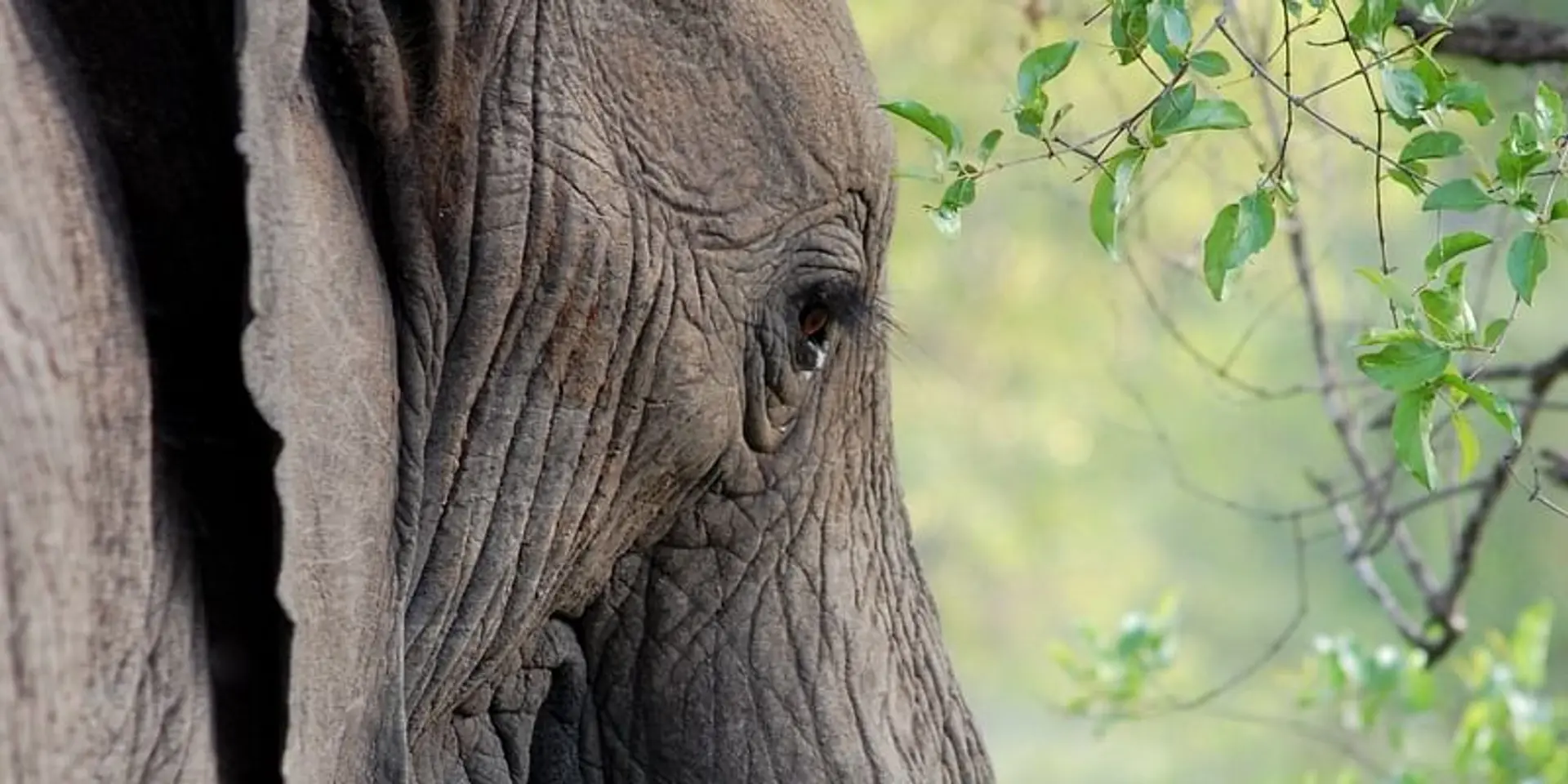 How this NGO is addressing the plight of captive elephants in India