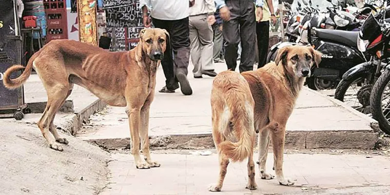 Stray Dogs