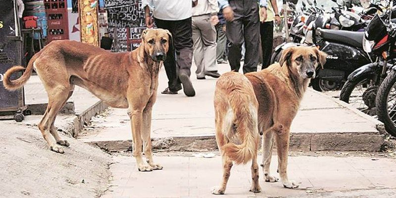 Shimla’s civic body offers incentives to citizens who adopt stray dogs in the city