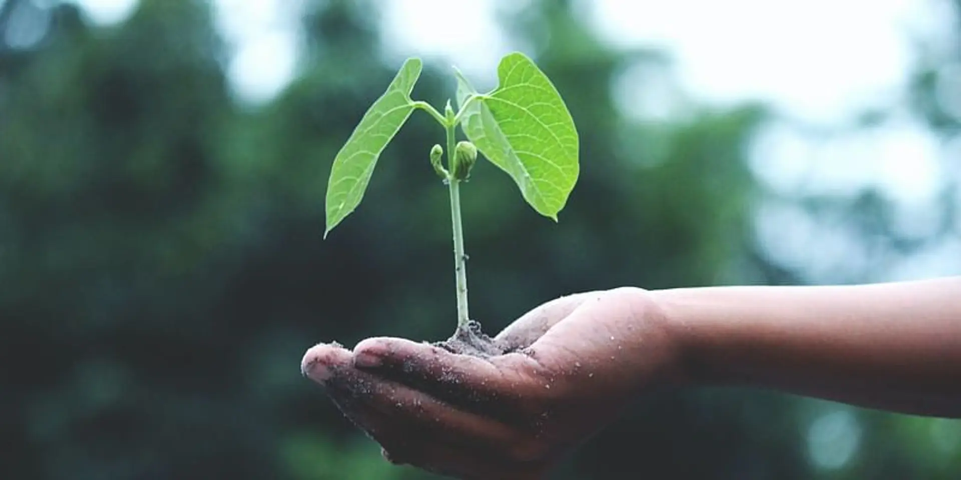 How the Union Budget can help India mitigate the climate change crisis