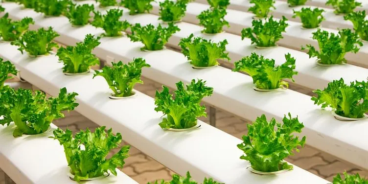 The future of hydroponics and aquaponics