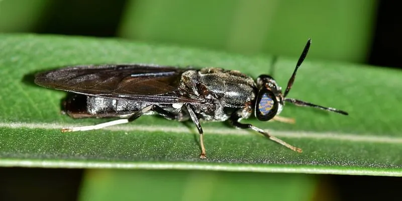 Black Soldier Fly
