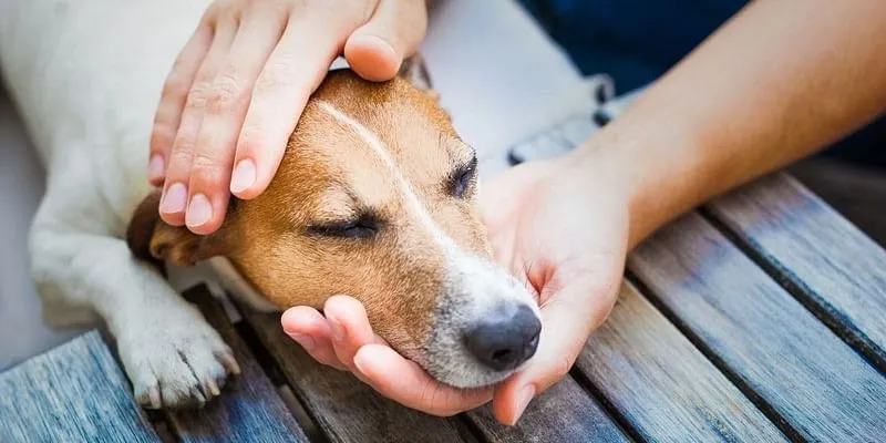 CBD Oils For Dogs With Arthritis