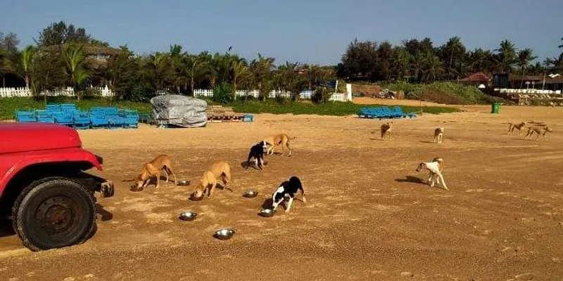 Stray Dogs in Goa