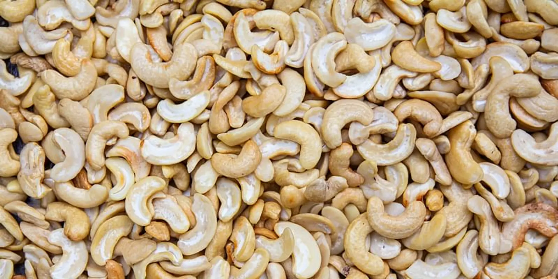 DCR Karnataka launches Cashew India app for farmers