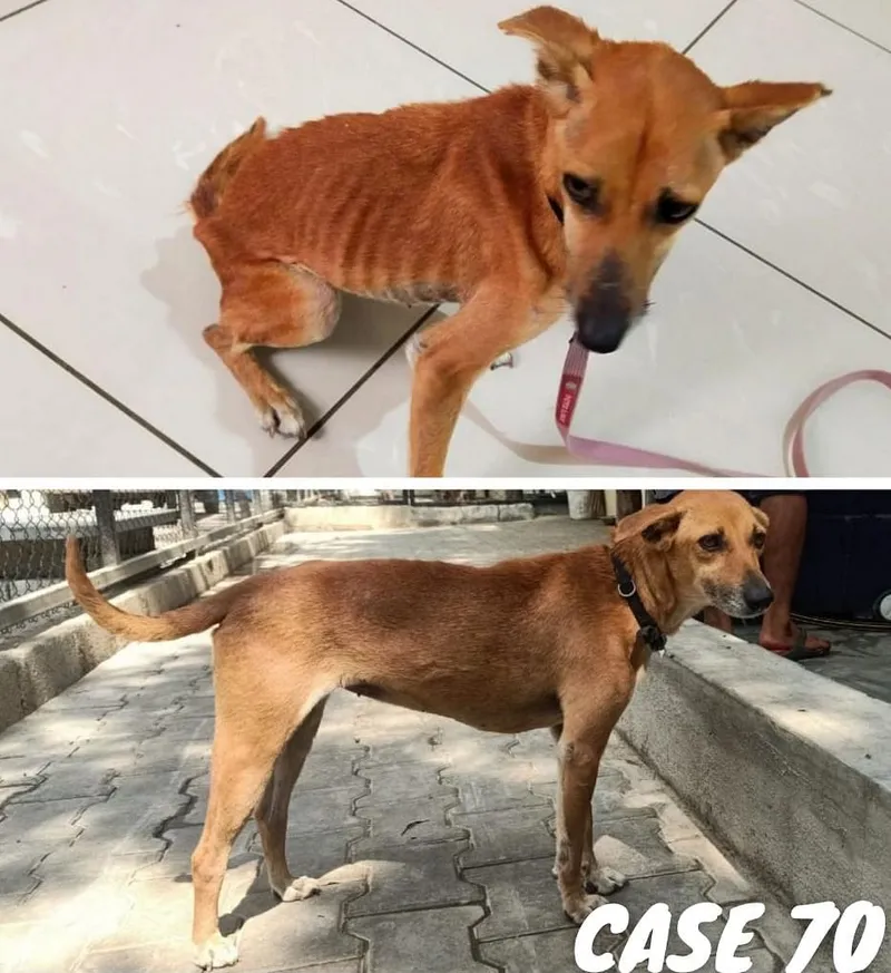 ALAI rescues