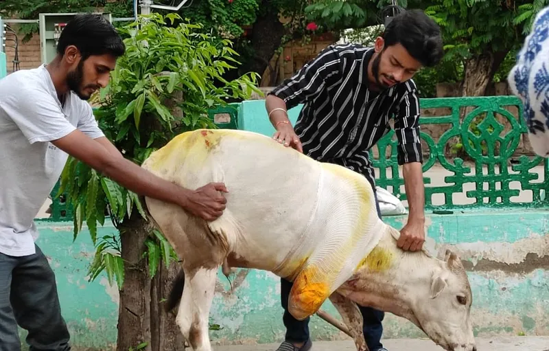 Horrified by cruelty, this animal lover started an NGO that has rescued ...