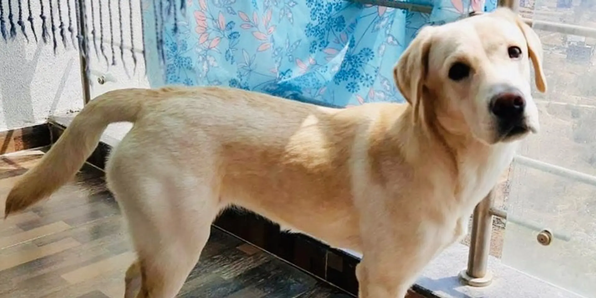 Ratan Tata takes to Instagram to find a home for a stray dog