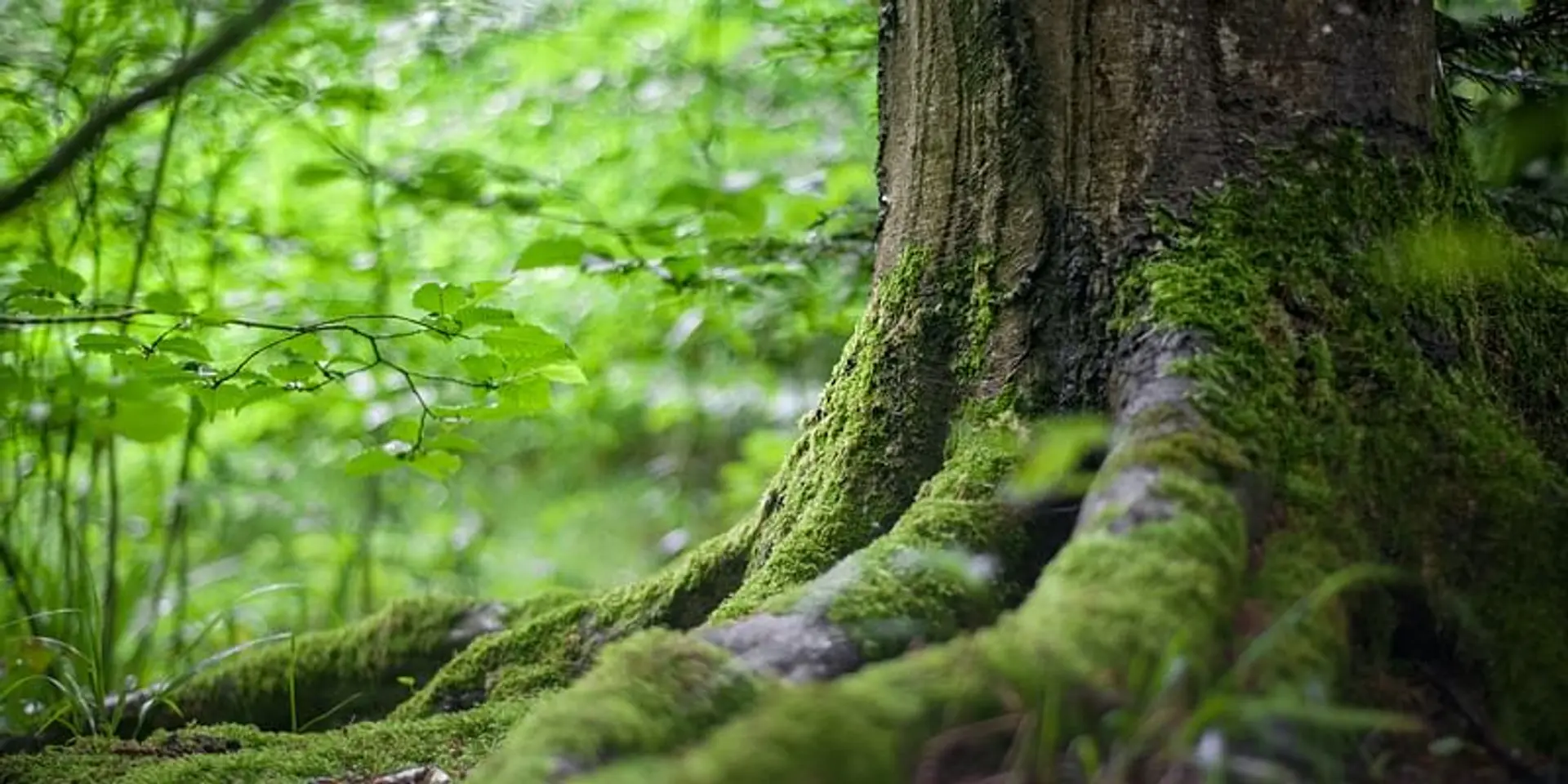 World Forest Day: how reforestation can help our planet breathe again