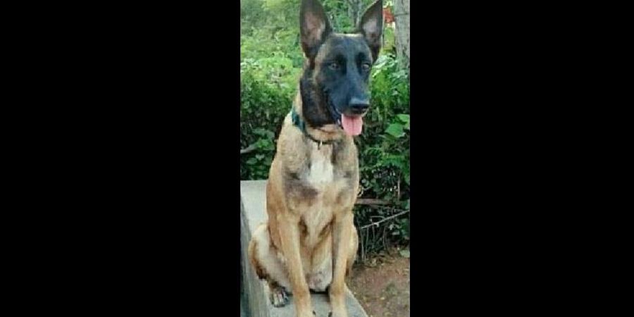 In a first, sniffer dog ‘Ruby’ from Chhattisgarh awarded ‘cop of the month’