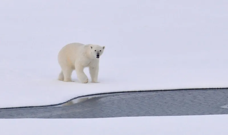 Polar bear