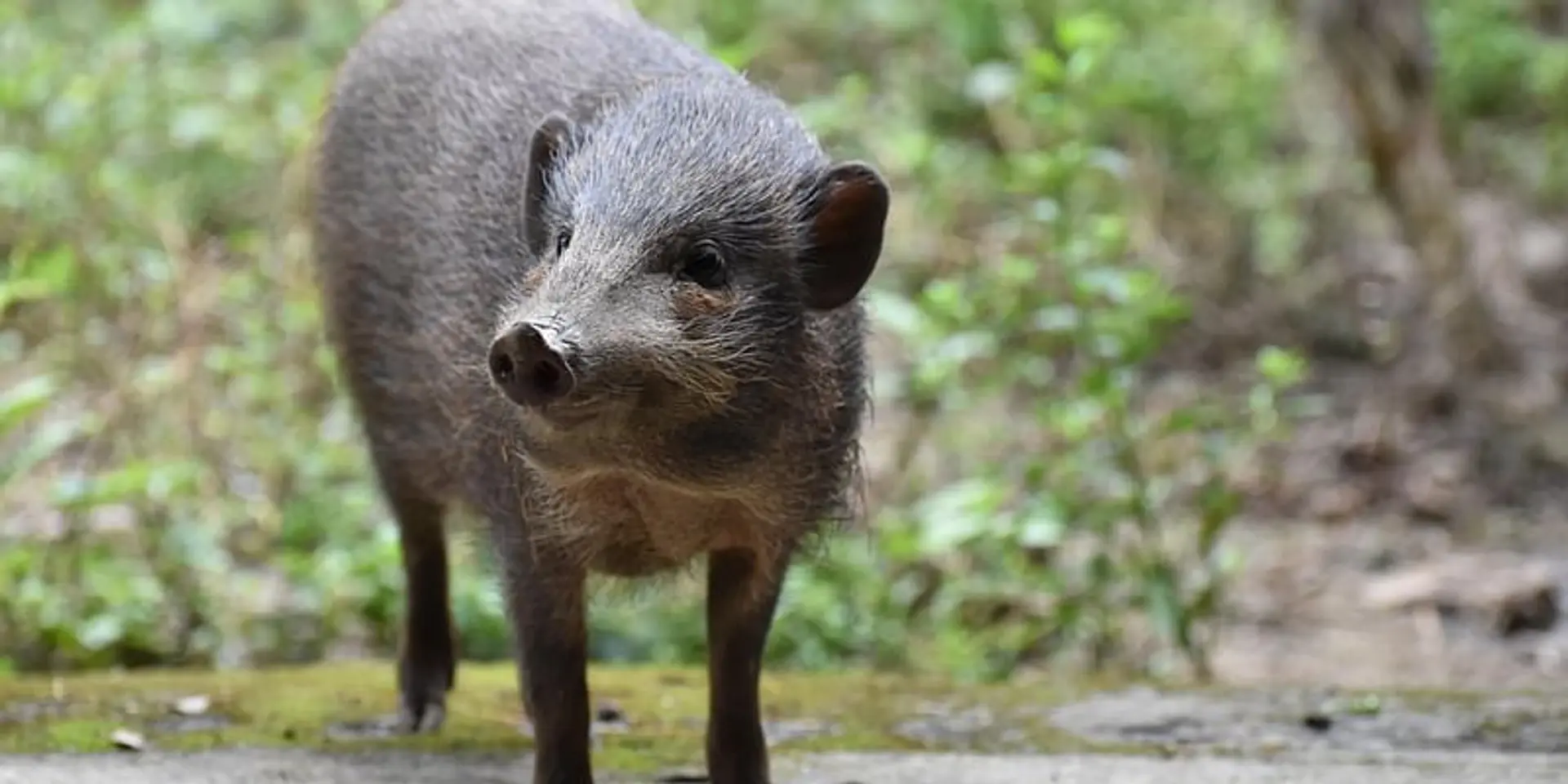 Why India’s endangered wildlife is in even more danger amid the coronavirus-led lockdown