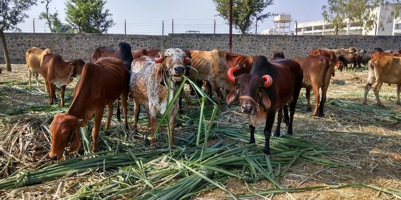 Coronavirus: With lockdown affecting dairy farmers, Mumbai-based Bodhishop is ensuring cows don't suffer