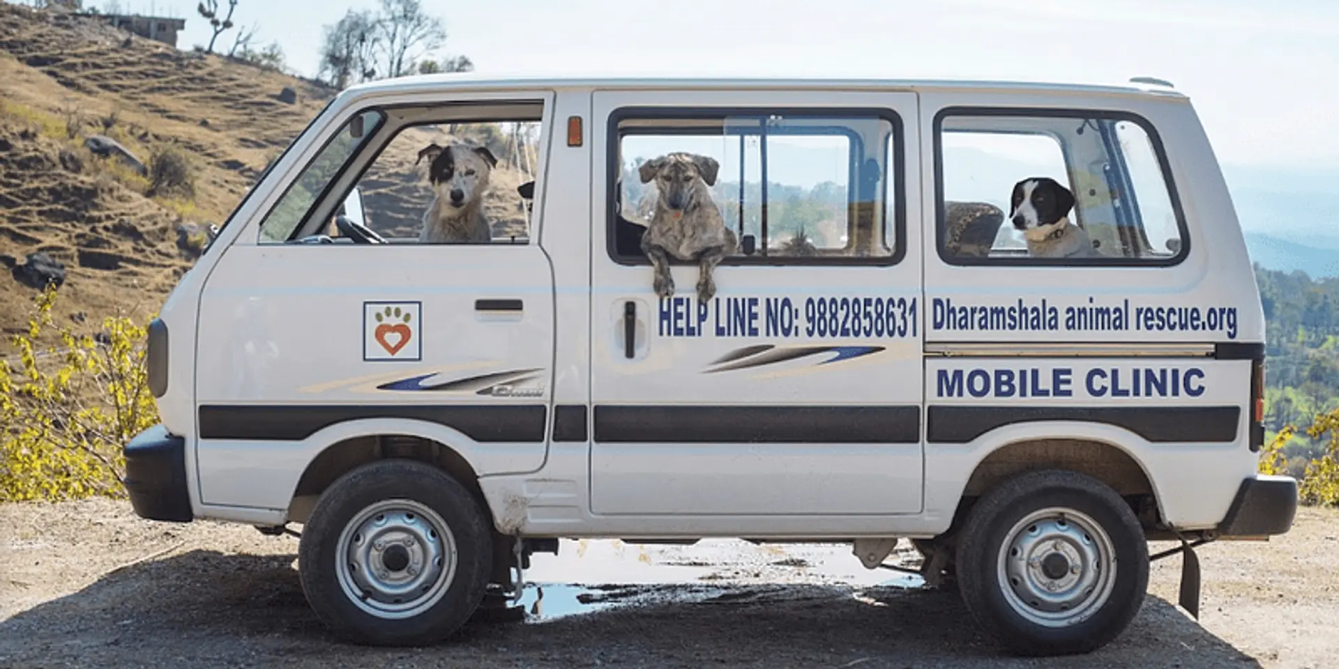 One year of lockdown: These Good Samaritans looked after vulnerable animals during the pandemic