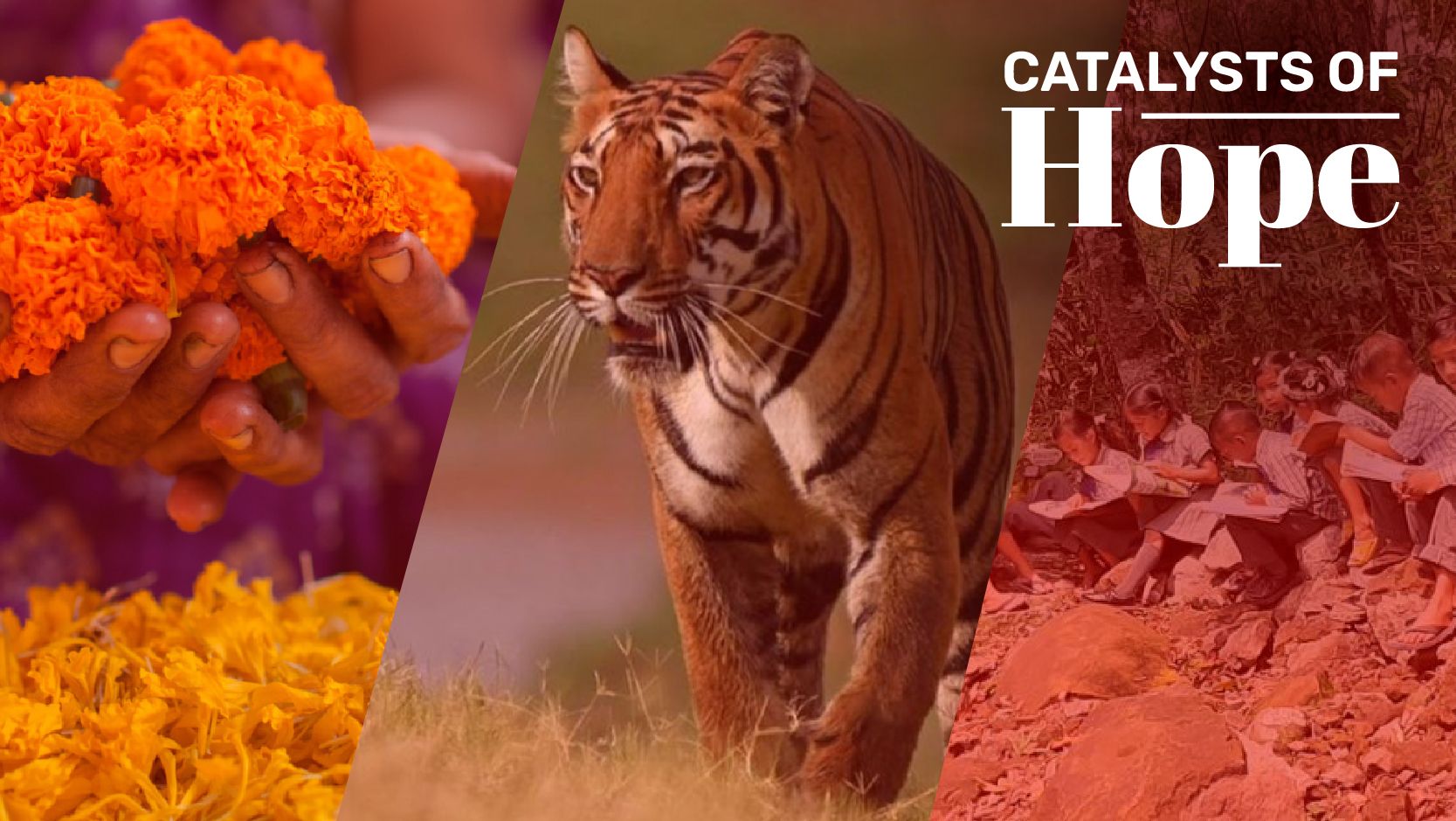 From wildlife conservation to highlighting menstruation experiences among the LGBTQIA+ community: Our top stories