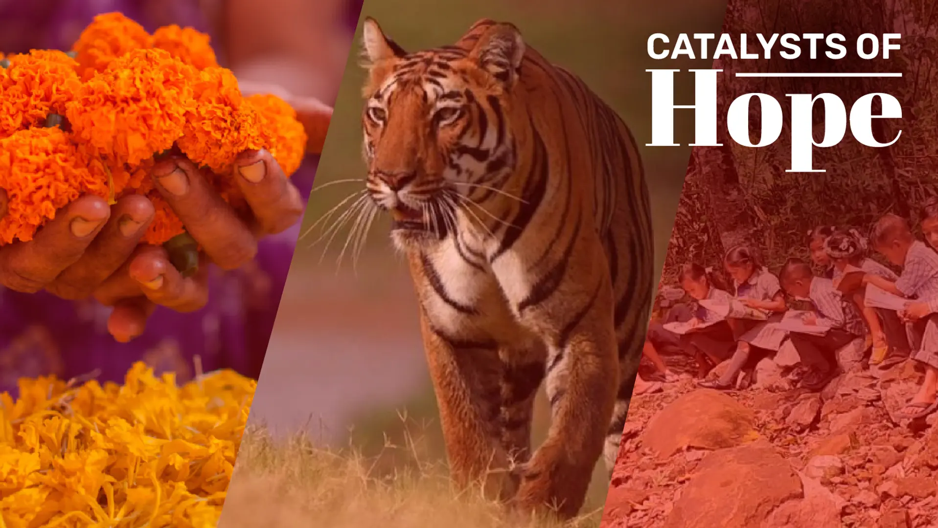 From wildlife conservation to highlighting menstruation experiences among the LGBTQIA+ community: Our top stories