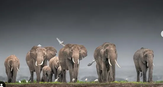 indian elephants