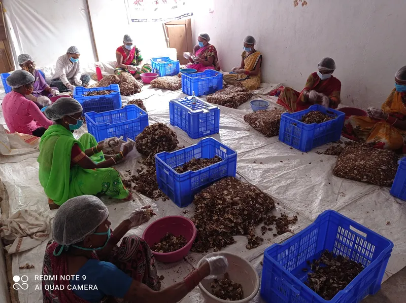 Tamarind harvesting by women farmers working with Adhimalai Pazhangudiyinar Producer Co