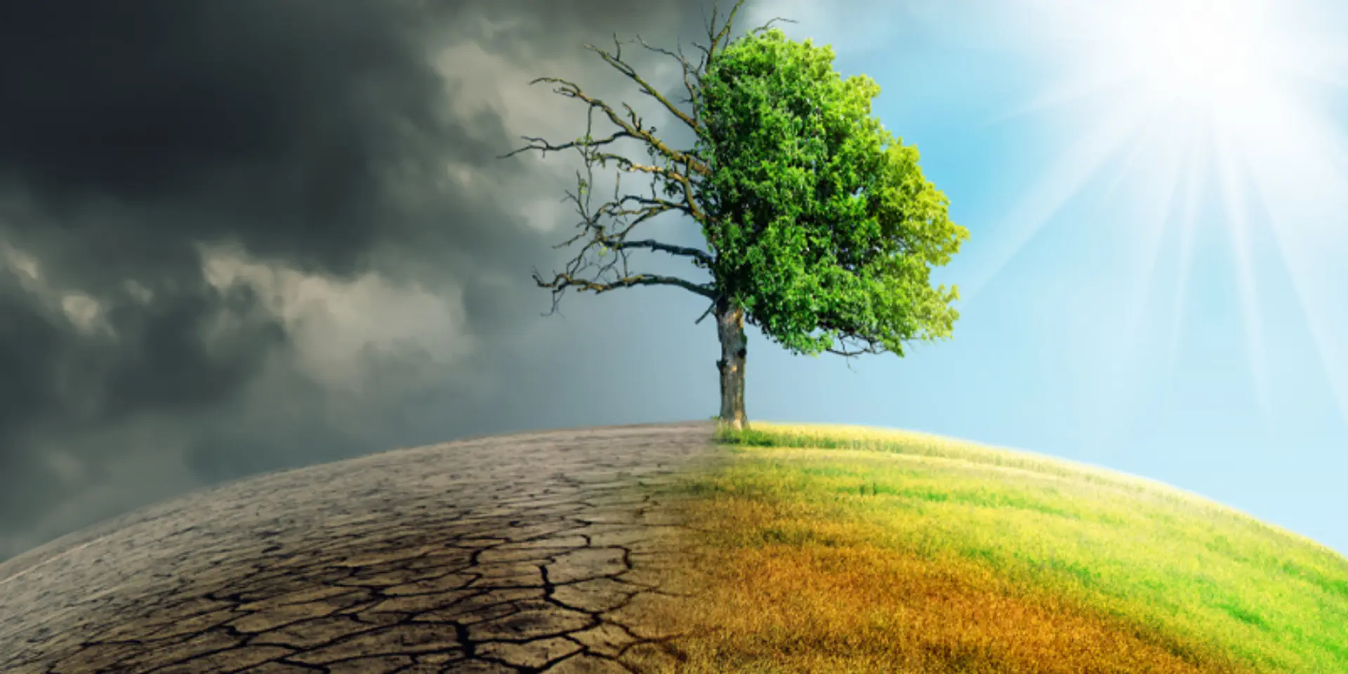 Climate crisis: urgent need to combat depleting condition of environment by restoring the ecosystem
